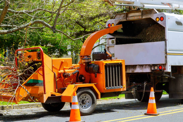 How Our Tree Care Process Works  in Oberlin, LA