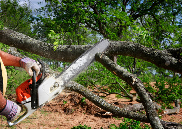 Professional Tree Services in Oberlin, LA